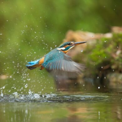 photo of common kingfisher flying above river